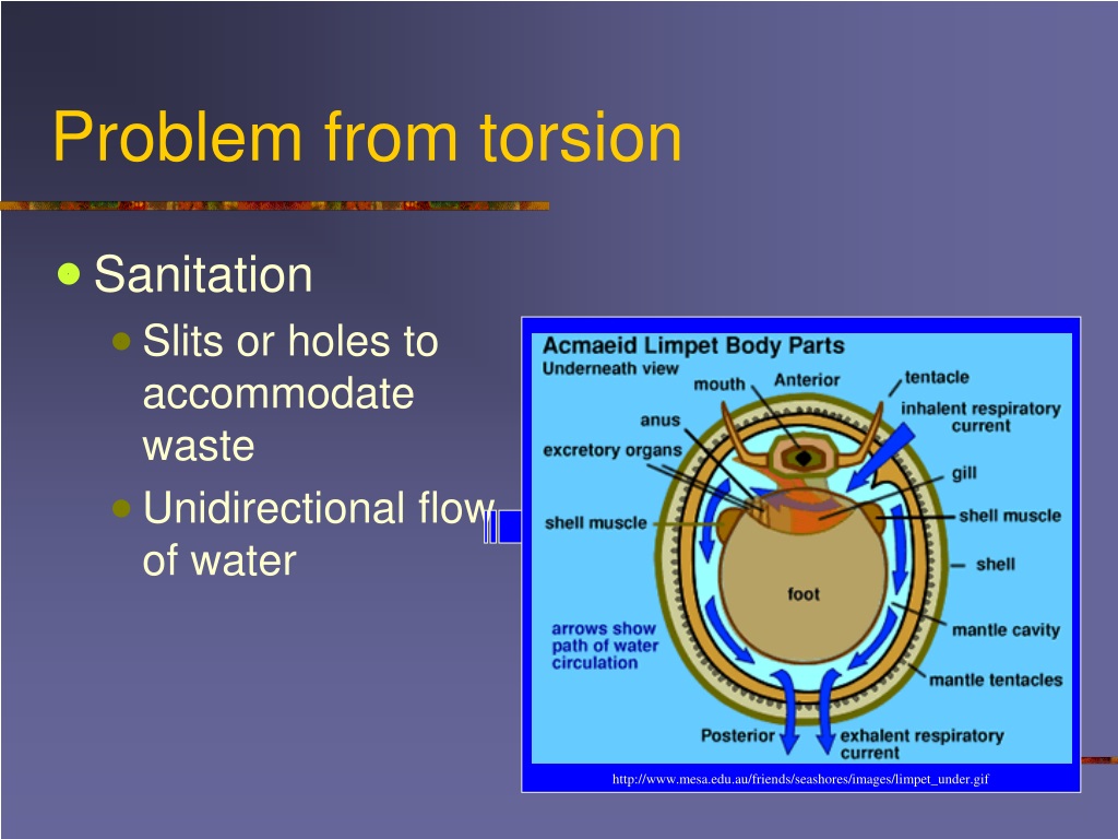Zoo 115 Invertebrate Zoology Ppt Video Online Download Zoo 115 Invertebrate Zoology Ppt Video Online Download